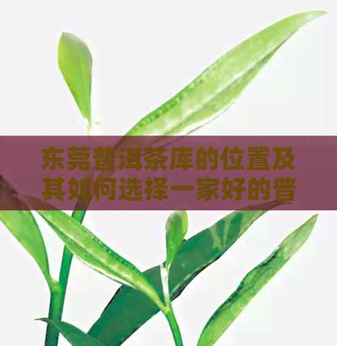 东莞普洱茶库的位置及其如何选择一家好的普洱茶店