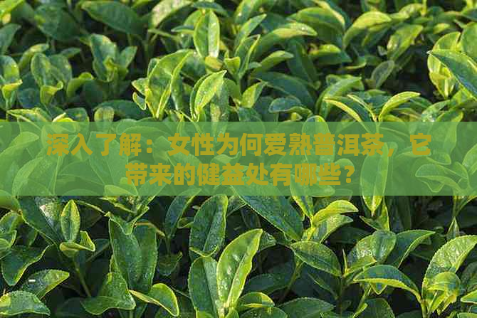 深入了解：女性为何爱熟普洱茶，它带来的健益处有哪些？