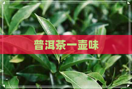 普洱茶一壶味