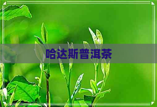 哈达斯普洱茶