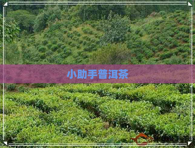 小助手普洱茶