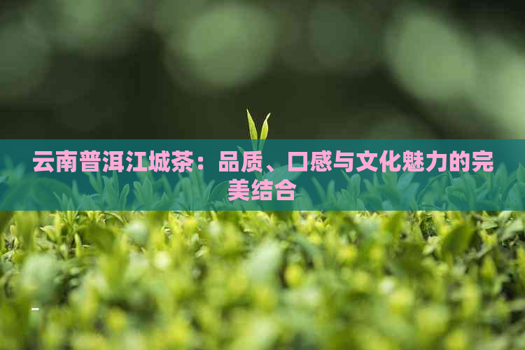 云南普洱江城茶：品质、口感与文化魅力的完美结合