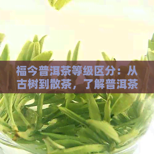 福今普洱茶等级区分：从古树到散茶，了解普洱茶品级划分