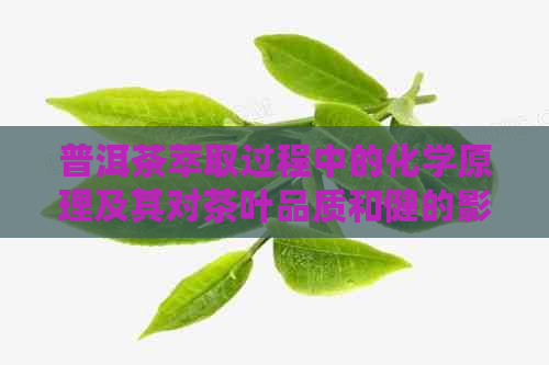 普洱茶萃取过程中的化学原理及其对茶叶品质和健的影响