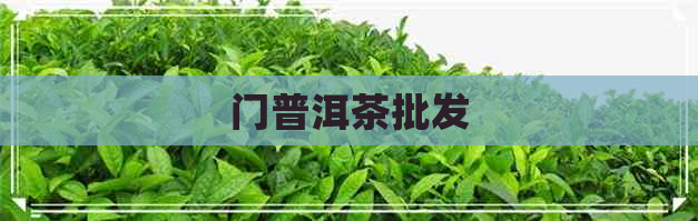 门普洱茶批发