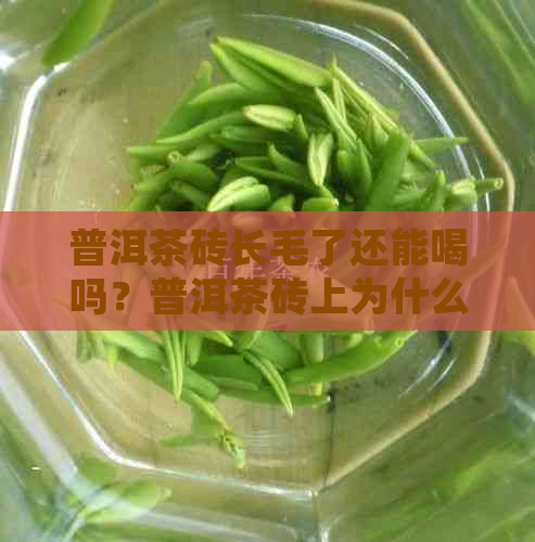 普洱茶砖长毛了还能喝吗？普洱茶砖上为什么会有黄毛？