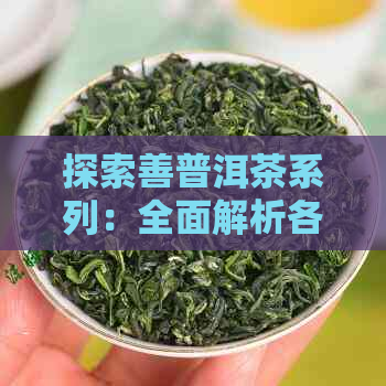 探索善普洱茶系列：全面解析各类品种及其特点