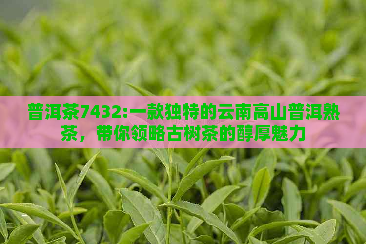 普洱茶7432:一款独特的云南高山普洱熟茶，带你领略古树茶的醇厚魅力