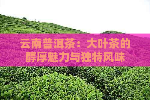 云南普洱茶：大叶茶的醇厚魅力与独特风味