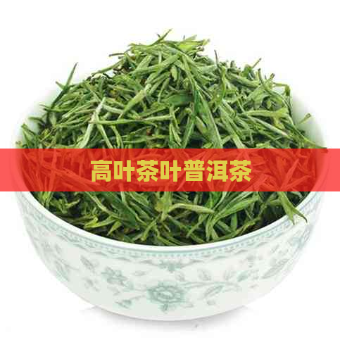 高叶茶叶普洱茶