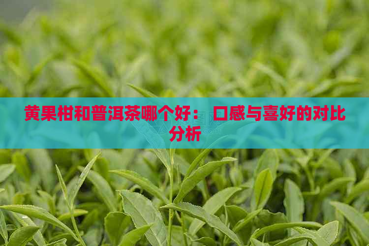 黄果柑和普洱茶哪个好： 口感与喜好的对比分析