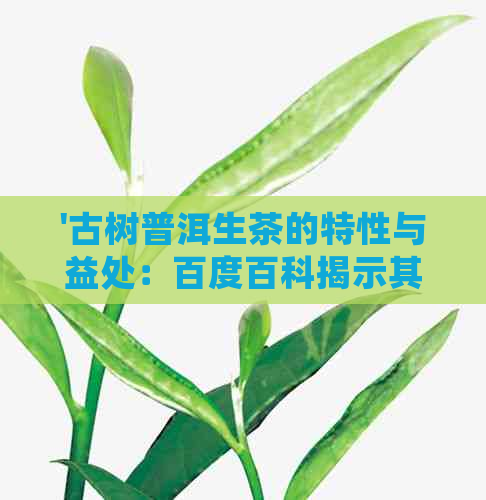 '古树普洱生茶的特性与益处：百度百科揭示其独特功效'