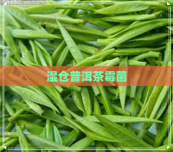 湿仓普洱茶霉菌