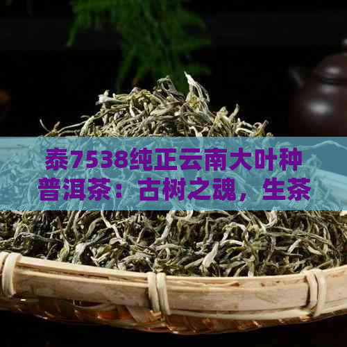 泰7538纯正云南大叶种普洱茶：古树之魂，生茶新韵