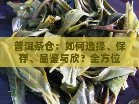 普洱茶仓：如何选择、保存、品鉴与欣？全方位解析普洱茶的仓之道