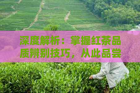 深度解析：掌握红茶品质辨别技巧，从此品尝出真正的好坏