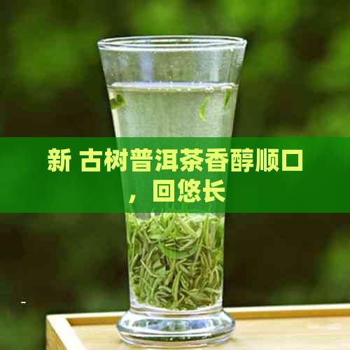 新 古树普洱茶香醇顺口，回悠长