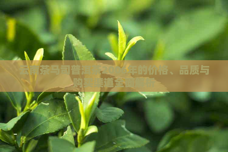 云南茶马司普洱茶2006年的价格、品质与购买渠道全面解析