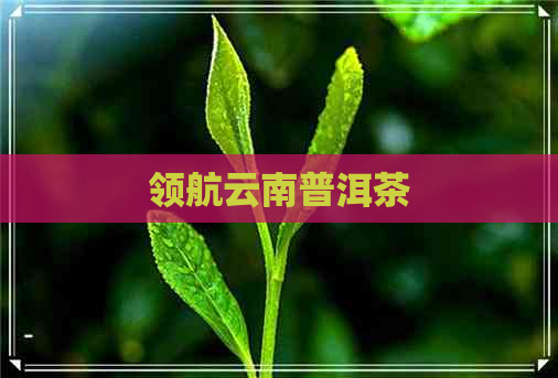 领航云南普洱茶