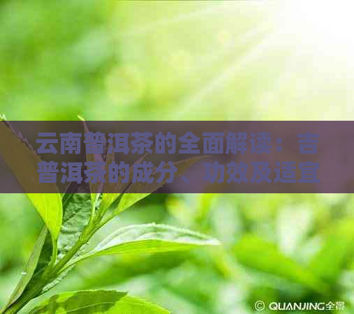 云南普洱茶的全面解读：吉普洱茶的成分、功效及适宜人群