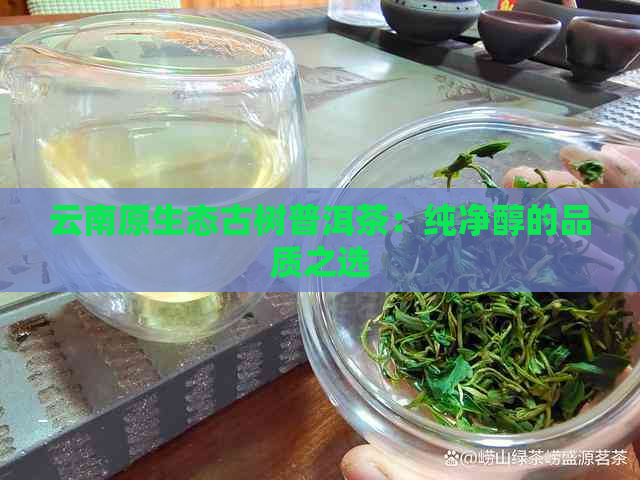 云南原生态古树普洱茶：纯净醇的品质之选