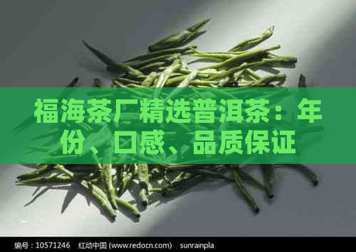 福海茶厂精选普洱茶：年份、口感、品质保证