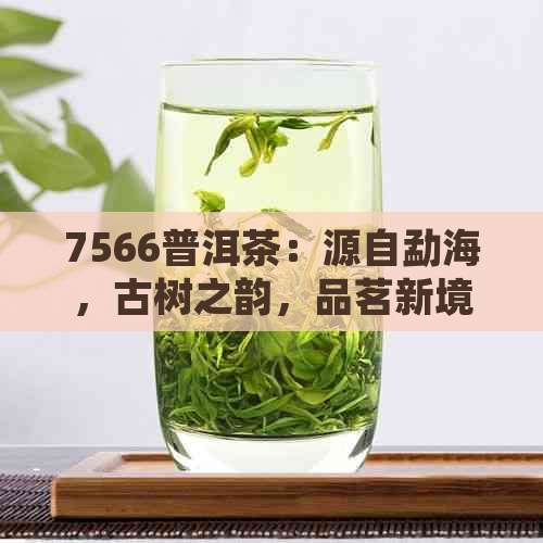 7566普洱茶：源自勐海，古树之韵，品茗新境界