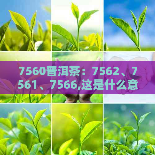 7560普洱茶：7562、7561、7566,这是什么意思？