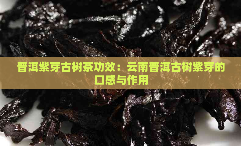 普洱紫芽古树茶功效：云南普洱古树紫芽的口感与作用