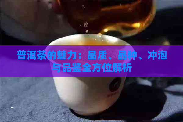 普洱茶的魅力：品质、品种、冲泡与品鉴全方位解析