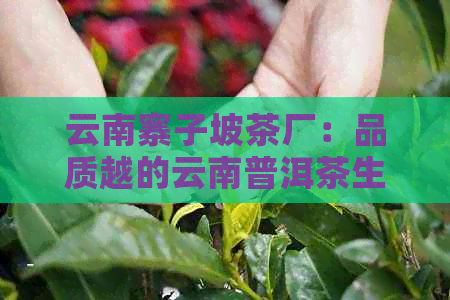 云南寨子坡茶厂：品质越的云南普洱茶生产商，了解我们的产品与参观信息