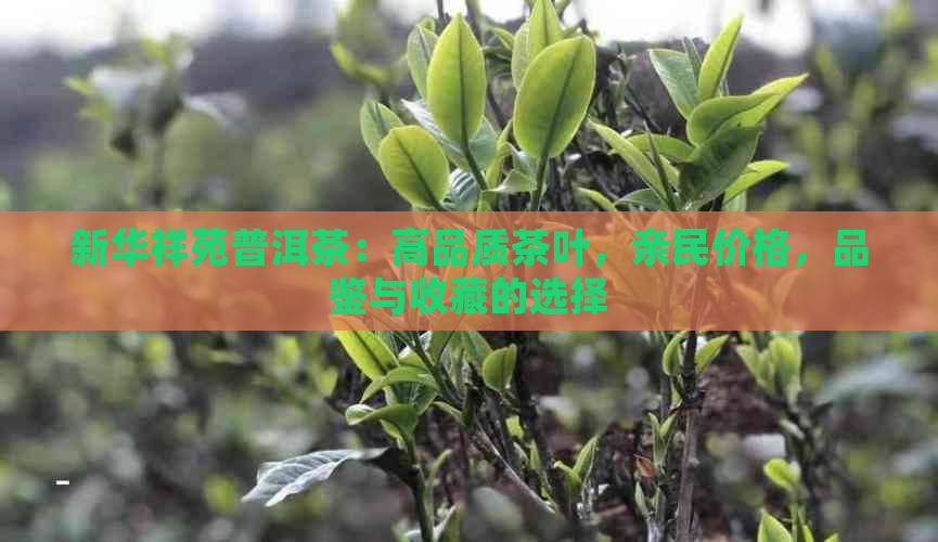 新华祥苑普洱茶：高品质茶叶，亲民价格，品鉴与收藏的选择