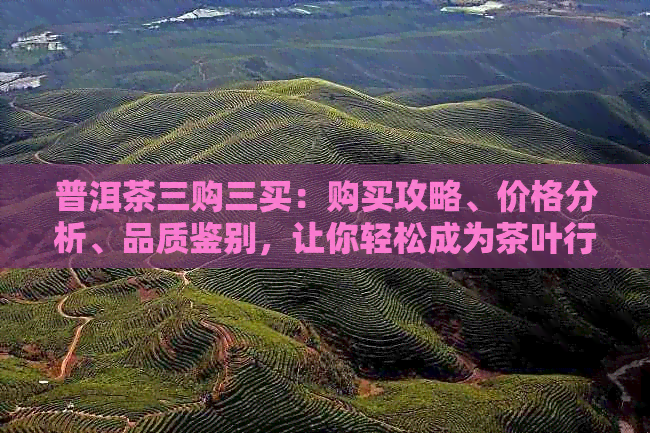 普洱茶三购三买：购买攻略、价格分析、品质鉴别，让你轻松成为茶叶行家