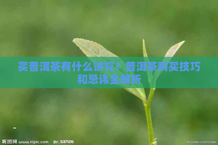 买普洱茶有什么讲究？普洱茶购买技巧和忌讳全解析