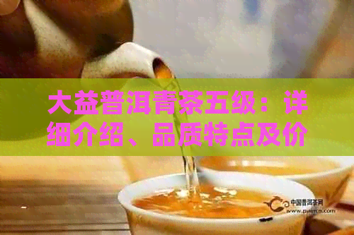 大益普洱青茶五级：详细介绍、品质特点及价格范围，助您轻松选购！