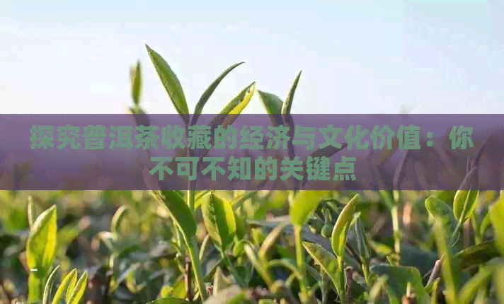 探究普洱茶收藏的经济与文化价值：你不可不知的关键点