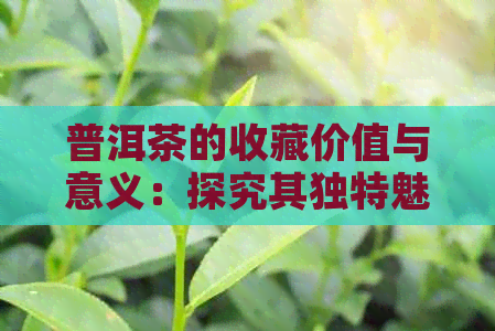 普洱茶的收藏价值与意义：探究其独特魅力与投资潜力