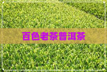 百色老茶普洱茶