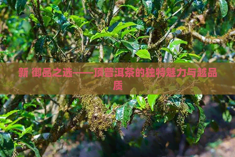 新 御品之选——顶普洱茶的独特魅力与越品质