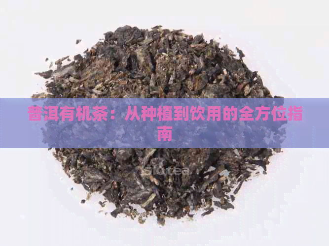 普洱有机茶：从种植到饮用的全方位指南