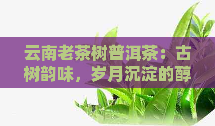 云南老茶树普洱茶：古树韵味，岁月沉淀的醇香佳品