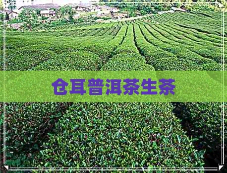 仓耳普洱茶生茶