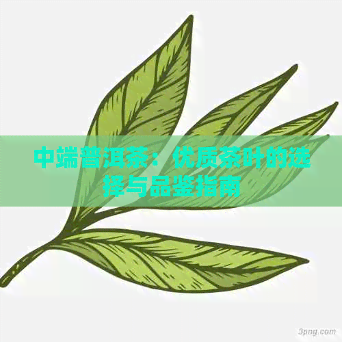 中端普洱茶：优质茶叶的选择与品鉴指南