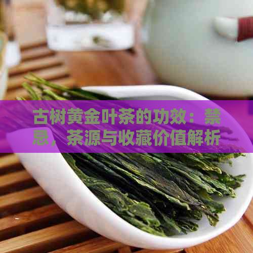 古树黄金叶茶的功效：禁忌，茶源与收藏价值解析