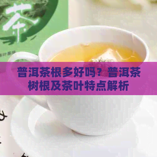 普洱茶根多好吗？普洱茶树根及茶叶特点解析