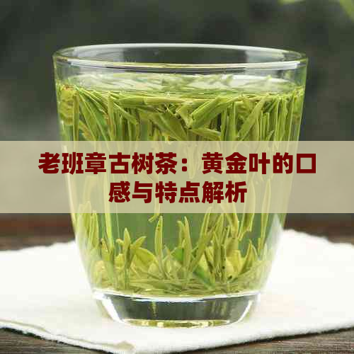 老班章古树茶：黄金叶的口感与特点解析