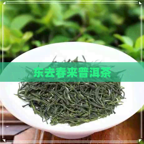 东去春来普洱茶