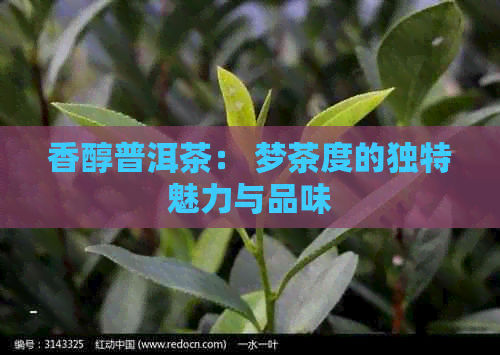 香醇普洱茶： 梦茶度的独特魅力与品味