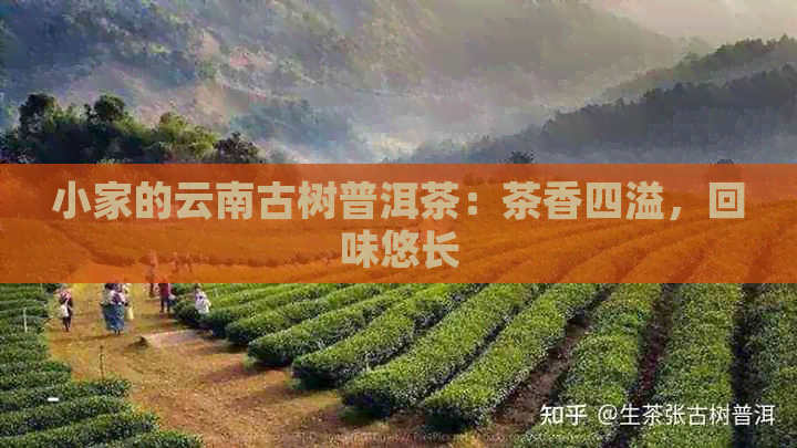 小家的云南古树普洱茶：茶香四溢，回味悠长