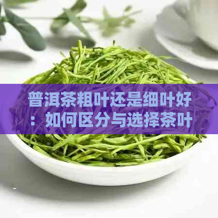 普洱茶粗叶还是细叶好：如何区分与选择茶叶？